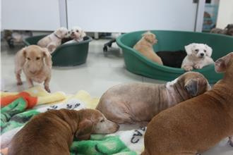 流浪狗害騎士慘摔 腦出血全身癱！餵養愛媽遭起訴