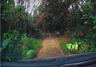 彰化女駕駛毛到最高點 被導航帶至竹林小徑超崩潰