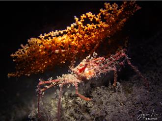 海科館「島嶼印象」攝影賽徵件 擴大水下攝影範圍、增陸上項目