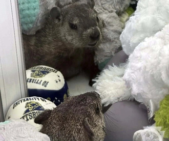 土撥鼠誤入夾娃娃機 店家驚奇報警放生