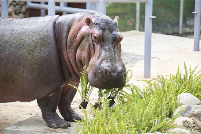 新竹市立動物園「河馬樂樂」是動物園的人氣王，也是新竹市吉祥物之一。（新竹市政府提供／王惠慧新竹傳真）