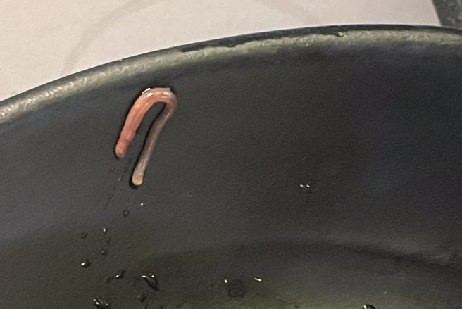 網友外出用餐，吃到一半發現菜盤中有一隻還在蠕動的紅色小蟲，當場崩潰。（圖／翻攝自臉書「●【爆料公社】●」）