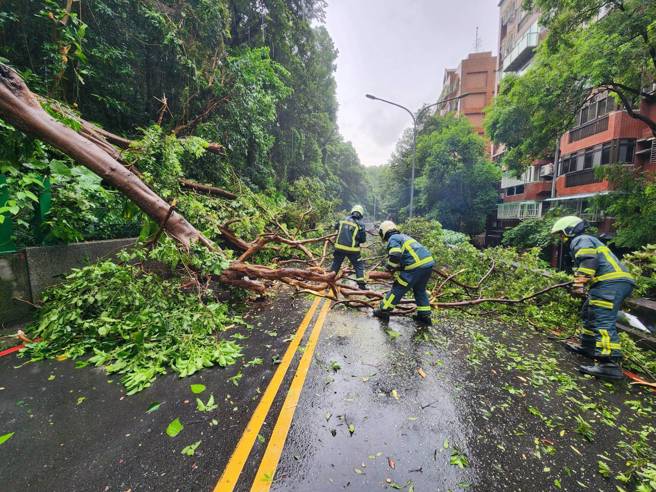 台北市中山區國防部後山通北街發生路樹倒塌意外。（圖／簡銘柱翻攝）