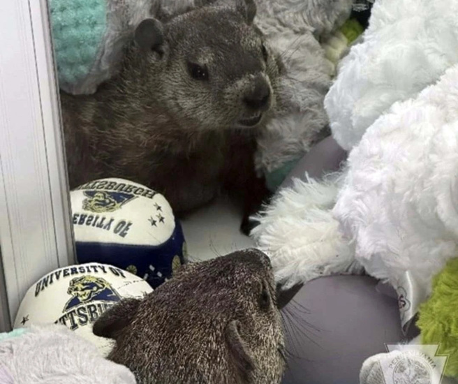 夹娃娃机里竟有活生生的土拨鼠，牠与旁边的绒毛玩具没有违和感。(图/美联社)