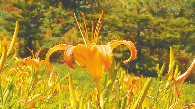 每年夏季台东县太麻里金针山花海盛放，由山顶依序向山脚绽放，目前花况盛开约5成。（萧嘉蕙摄）
