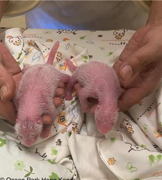 恭喜！陸贈香港大貓熊「盈盈」順利產下一對龍鳳胎