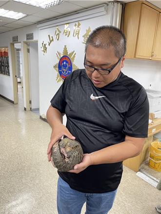 海山警追查毒品案 意外查獲私養穿山甲