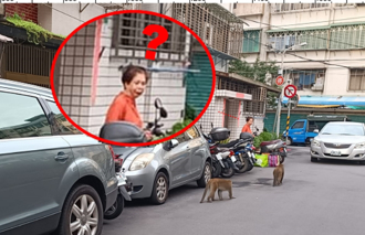 真實版「山道猴子」現身內湖　網友：這兩隻要去跑山了