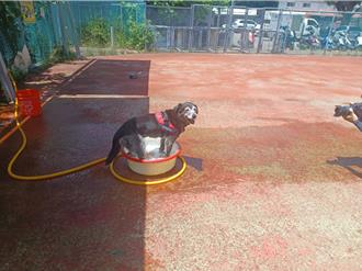 積極拍影片曝光 新北志工助不完美毛寶貝成功送養