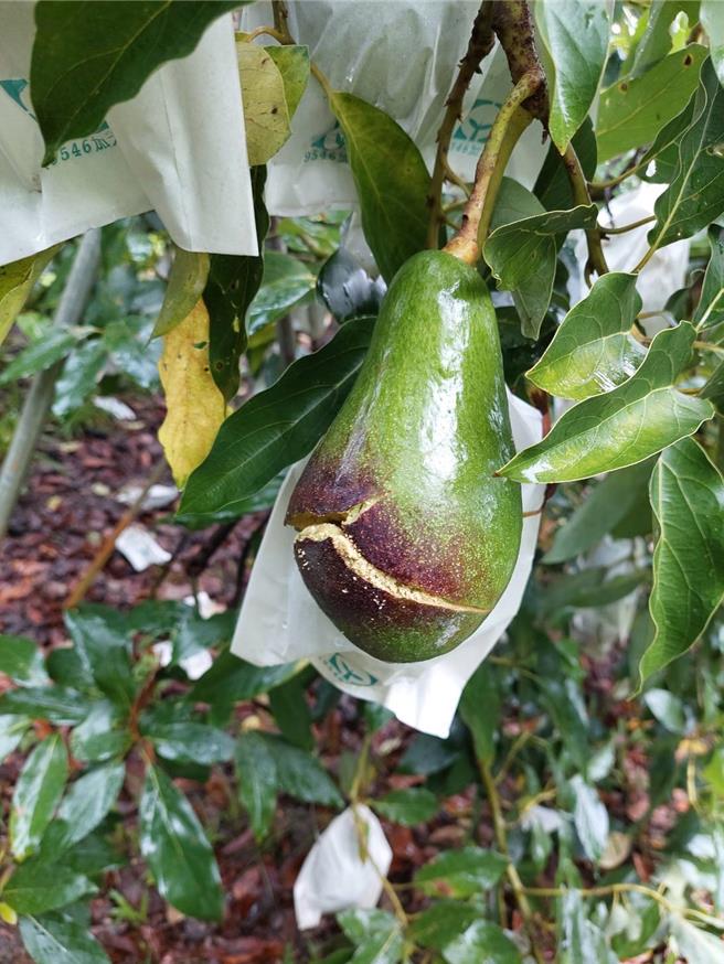 凱米颱風造成酪梨裂果、斷枝，種種持續性傷害開始浮現。（楊子賢提供／寶智華台南傳真）