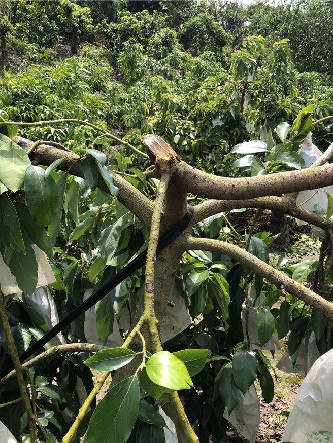 酪梨果樹斷枝，斷枝上的2、30棵酪梨全都報廢。（李文田提供／寶智華台南傳真）