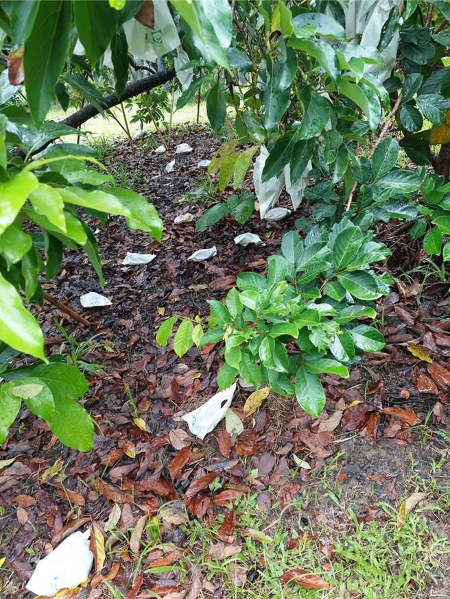 凱米颱風過境至今，酪梨每日落果，災損持續中。（李文田提供／寶智華台南傳真）
