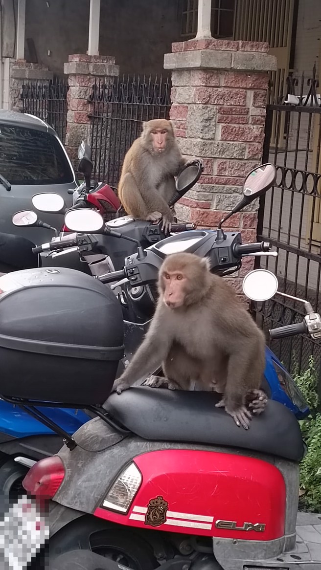 两只猴子清晨下山就坐在路旁机车上，网友笑称要去跑山路了。（翻摄爆料公社）