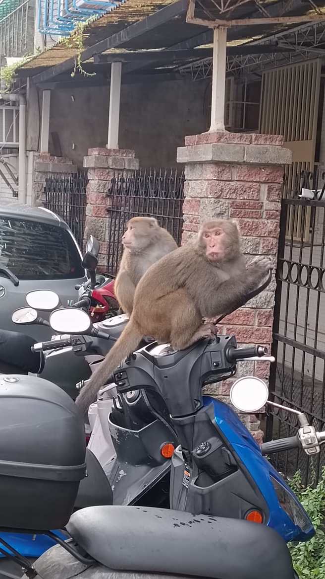 两只猴子清晨下山就坐在路旁机车上，网友笑称要去跑山路了。（翻摄爆料公社）