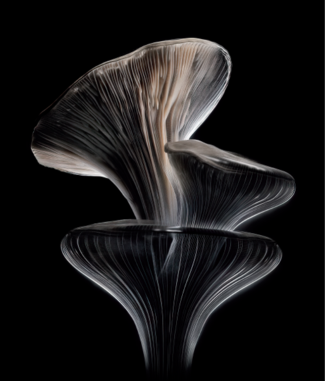 以吸塵器和吹風機聞名Dyson跨足頭髮造型品，宣布從菇菌中萃取幾丁聚醣做為造型品原料。（Dyson提供）