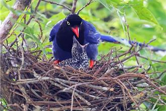 鳥類詐騙集團！躁鵑下蛋藍鵲巢 藍鵲冤當餵食機