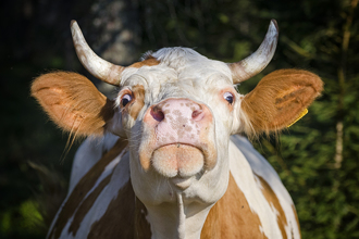 色男全裸硬上母牛 慘被甩落在地狠頂