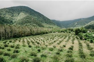 東方橄欖油大放異彩 宜蘭苦茶油產銷班打造台灣精緻油品