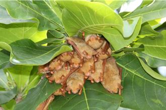 黃金蝙蝠逐漸消失 雲林生態館揭盼列為保育類