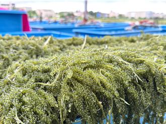 金門「綠色魚子醬」開賣！海葡萄 19日限量搶購