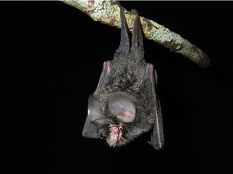 雪霸園區記錄29種蝙蝠 國內唯一保育類食蟲蝙蝠現身