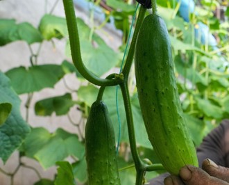 陸高溫多雨致菜價上漲 黃瓜狂飆近70％