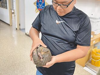 海山警追查毒品 驚見私養穿山甲