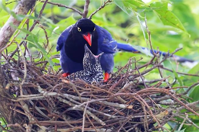 人类有诈骗集团，鸟类也有诈骗集团！夏候鸟躁鹃于石门水库托卵蓝鹊，两只明显外观、顏色都不同的鸟类，躁鹃雏鸟张嘴等待蓝鹊将食物送进嘴里，这种罕见生态景象，吸引大批民眾、爱鸟人士聚集，希望能目睹鸟类的特殊生态。（拍鸟俱乐部蔡德旺提供／廖姮玥桃园传真）