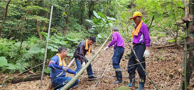 八德三元宫管理委员会17日在副主委邱创德及炉主邱奕诚率领下，带队至八德与大溪交界的半屏山取竹。（八德三元宫提供）