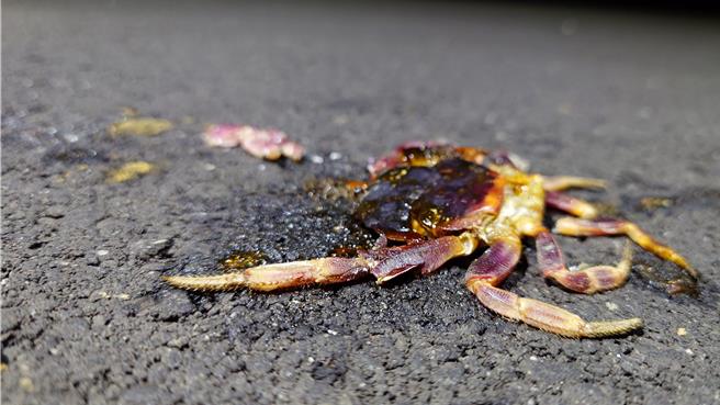 颱風過後，近來連日下雨，小琉球陸蟹遭路殺數量攀升。圖為小琉球紫地蟹遭路殺。（邱郁文提供／羅琦文屏東傳真）