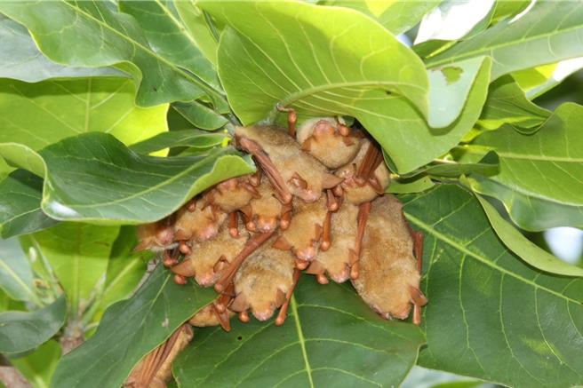 雲林縣水林鄉黃金蝙蝠生態館17日表示雲林縣內30餘年前曾有上千隻黃金蝙蝠（見圖），目前僅剩100餘隻，已由國際自然保育聯盟列為近危等級，希望能進一步列為保育類，以法律加強保育力道。（黃金蝙蝠生態館提供／張朝欣雲林傳真）