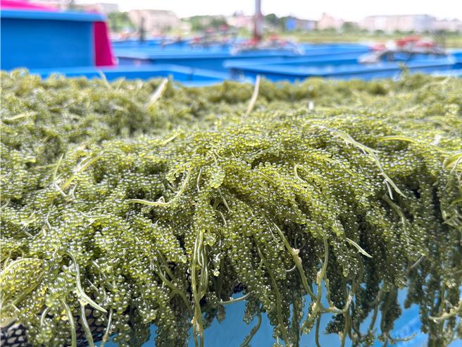 金门县水试所精心养殖的「海葡萄」即将收成，因颗粒外型与口感酷似鱼子酱，也有「绿色鱼子酱」之美誉。(于家麒摄)