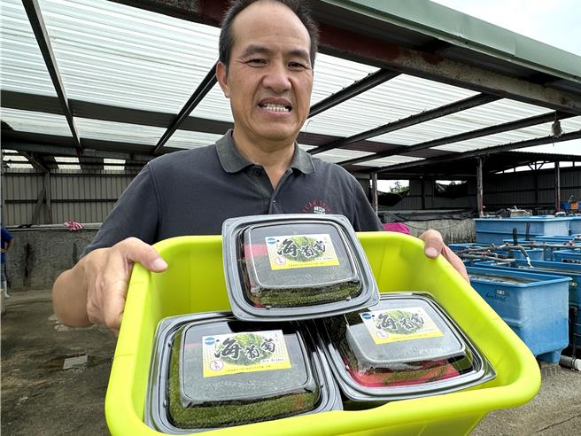 金门县水试所长李佳发强调，「海葡萄」富含海藻多醣、胶原蛋白、膳食纤维及多种胺基酸及不饱和脂肪酸，限量发售，每盒100公克售价200元，欢迎民眾一起来尝鲜。(于家麒摄)