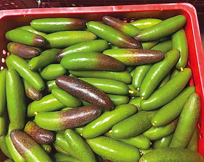 凱米颱風過境已3周，山區仍持續性降雨，授粉不全的黑美人品種酪梨有如小黃瓜，果農李文田只送不賣。（李文田提供／寶智華台南傳真）