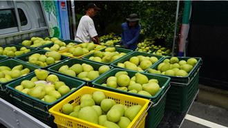 麻豆文旦總產量減2成 四冠王忙採收每台斤高達300元