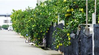 麻豆路旁文旦隨手可得 遍地是金不設防 農民：相信治安
