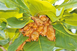 追蹤9年 雪霸園區記錄29種蝙蝠