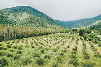 宜蘭 推動苦茶油 蘇澳鎮首成立產銷班