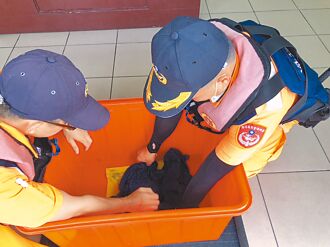 象鼻岩惊见玳瑁搁浅 海巡急救援