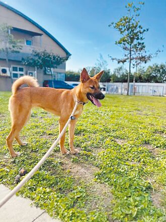 桃園新屋動保園區 領養率僅40％