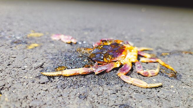 近來連日下雨，小琉球陸蟹遭路殺數量攀升。圖為小琉球紫地蟹遭路殺。（邱郁文提供／羅琦文屏東傳真）