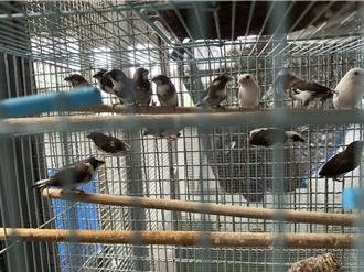 嫌16只「十姊妹」太吵载公园弃养 动保处调监视器查获涉案男