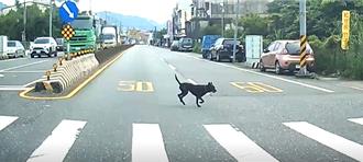 撞死黑狗未察看就開走 肇事駕駛遭動保局開罰3萬