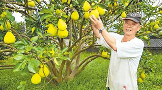 災損2成 麻豆四冠王文旦搶手