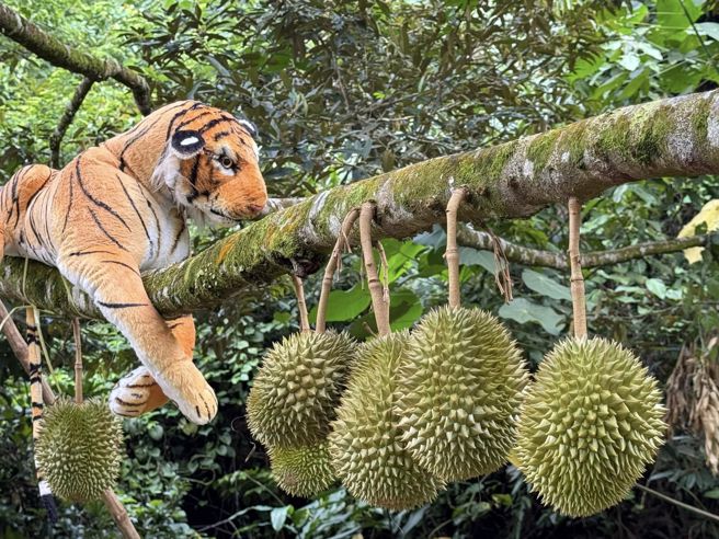 果園裡沒有裝監視器，全靠「老虎」守護。（翻攝自陳志金臉書）