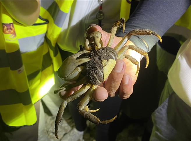屏東墾丁台26線香蕉灣路段，為全台陸蟹多樣性最豐富的區域。（蔡明亘攝）