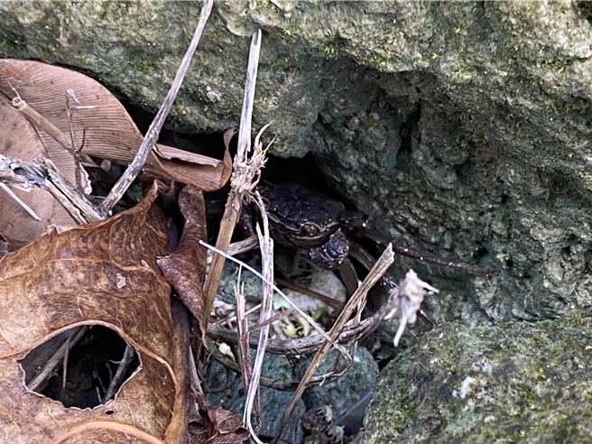 陸蟹降海釋幼路殺情形，近年受社會大眾重視。（蔡明亘攝）