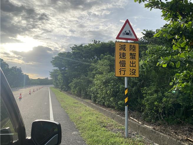台26線38至42公里路段擁有豐富陸蟹生態。（蔡明亘攝）