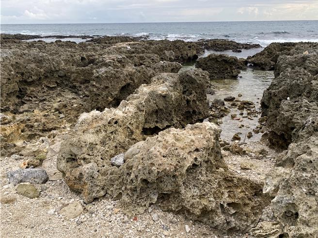 陸蟹會到海邊釋幼。（蔡明亘攝）