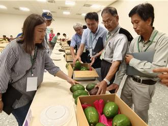 雲嘉南酪梨評鑑競賽24日揭曉 果農教你挑好果健康又美味